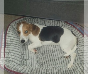 Beagle Dogs for adoption in MOBILE, AL, USA