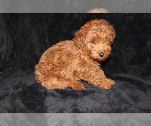 Yorkshire Terrier Puppy for sale in BLOOMINGTON, IN, USA