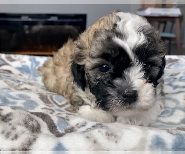 Medium Photo #6 Shih-Poo-Zuchon Mix Puppy For Sale in GALENA, NV, USA