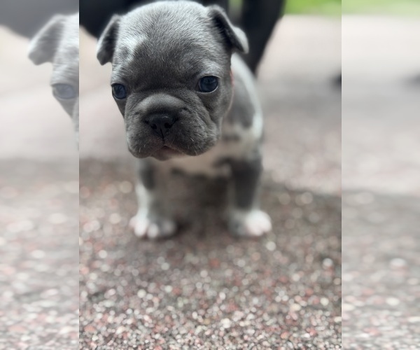 Medium Photo #3 French Bulldog Puppy For Sale in LUTZ, FL, USA