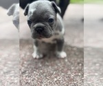 Small #2 French Bulldog