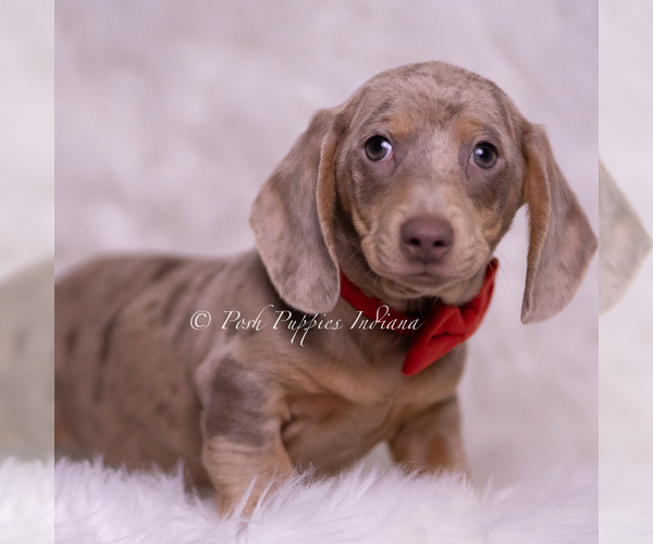 Medium Photo #2 Dachshund Puppy For Sale in WARSAW, IN, USA