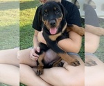Puppy Davia Rottweiler