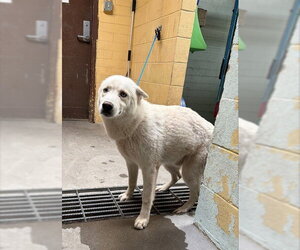 Siberian Husky-Unknown Mix Dogs for adoption in Stockton, CA, USA