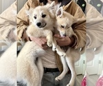 Small Photo #111 Pomsky Puppy For Sale in LOVELAND, CO, USA
