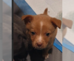 Small #2 Mutt