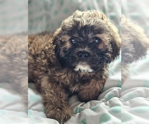 Cockapoo-ShihPoo Mix Puppy for sale in LOWELL, MA, USA