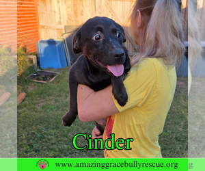 Cinder - Female Labrador Retriever-Unknown Mix Dog for Adoption - Photo #8