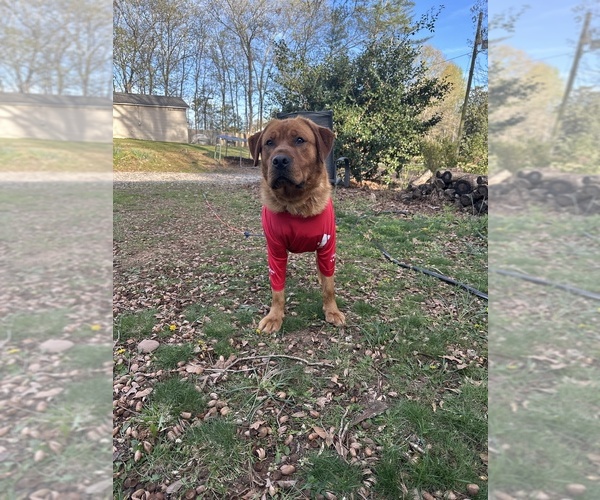 Medium Photo #11 Labrador Retriever Puppy For Sale in GREENVILLE, SC, USA