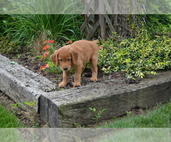 Medium Photo #10 Golden Retriever Puppy For Sale in GREENWOOD, WI, USA