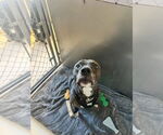 Small #2 American Pit Bull Terrier