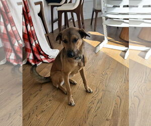 Mutt Dogs for adoption in San Diego, CA, USA