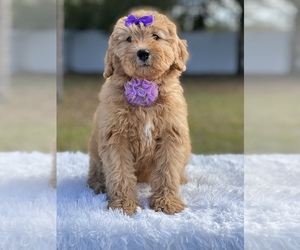 Goldendoodle (Miniature) Puppy for sale in FROSTPROOF, FL, USA