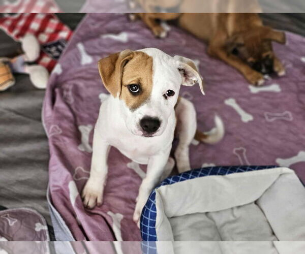 Medium Photo #1 American Pit Bull Terrier-Unknown Mix Puppy For Sale in Williamsburg, NM, USA