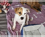 Small American Pit Bull Terrier Mix