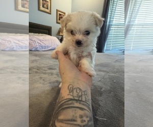 Maltichon Puppy for sale in CONWAY, SC, USA