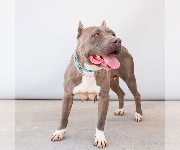Medium Photo #3 American Pit Bull Terrier Puppy For Sale in Pasadena, CA, USA