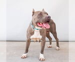 Small #2 American Pit Bull Terrier
