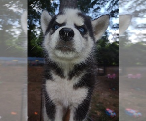 Siberian Husky Puppy for sale in FLORENCE, SC, USA