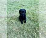 Small #4 Aussiedoodle-Labradoodle Mix