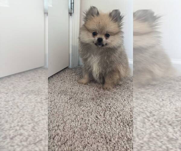 Medium Photo #12 Pomeranian Puppy For Sale in OAKWOOD, GA, USA