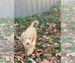 Small Photo #3 Goldendoodle Puppy For Sale in BUFFALO, MO, USA
