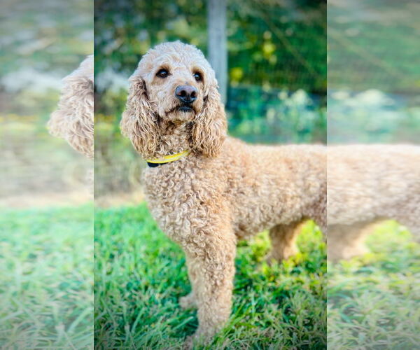 Medium Photo #6 Poodle (Standard)-Unknown Mix Puppy For Sale in Pacolet, SC, USA