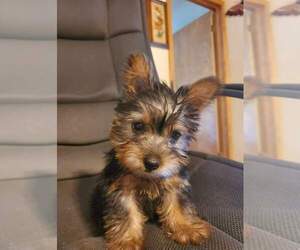 Silky Terrier Puppy for sale in WASHBURN, MO, USA