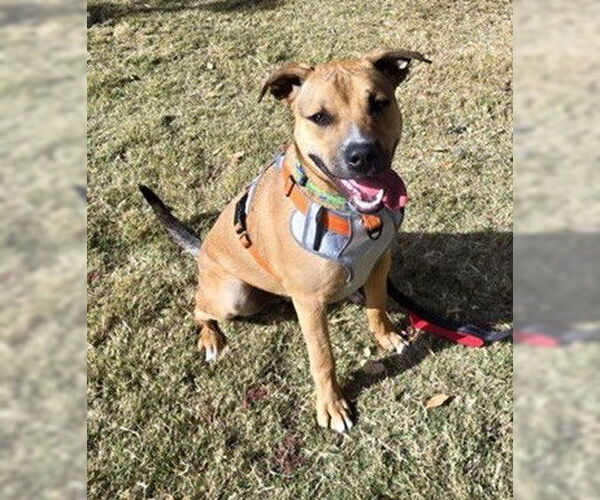 Medium Photo #4 Boxer-Unknown Mix Puppy For Sale in Williamsburg, NM, USA