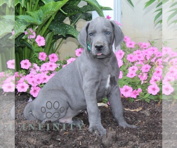Medium Photo #1 Great Dane Puppy For Sale in BROGUE, PA, USA
