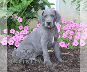 Great Dane Puppy for sale in BROGUE, PA, USA