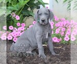 Small Great Dane