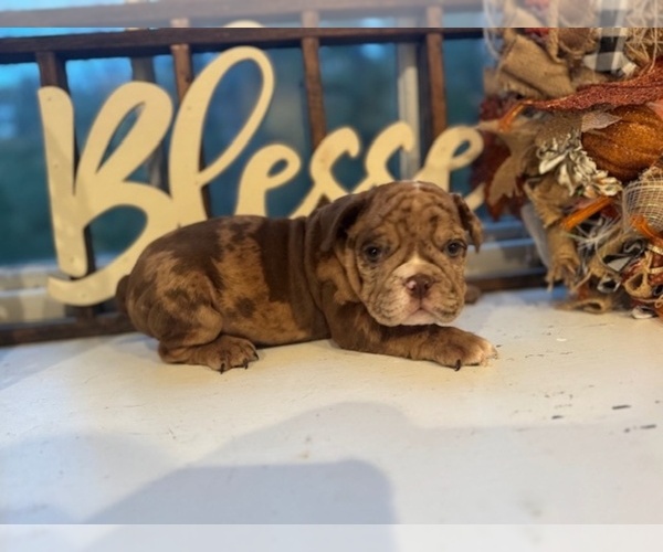 Medium Photo #1 English Bulldog Puppy For Sale in POWHATAN, VA, USA