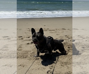Father of the French Bulldog puppies born on 02/01/2026