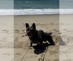 Small Photo #1 French Bulldog Puppy For Sale in POMONA, CA, USA
