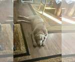 Small #1 Labrador Retriever
