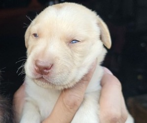Borador Puppy for sale in SANTA MARIA, CA, USA