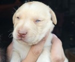 Small Borador