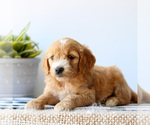 Small #4 Goldendoodle