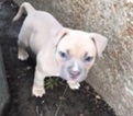 Small Photo #1 American Pit Bull Terrier Puppy For Sale in SAINT ANN, MO, USA