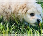 Small Photo #1 Bichpoo Puppy For Sale in MELROSE, FL, USA