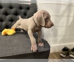 Small Photo #5 Weimaraner Puppy For Sale in MIDDLETOWN, OH, USA