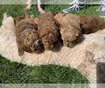 Small Photo #4 Goldendoodle-Poodle (Toy) Mix Puppy For Sale in MERIDIAN, ID, USA