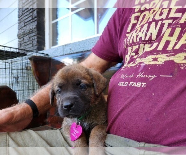 Medium Photo #9 Mastador Puppy For Sale in BROOKSVILLE, FL, USA