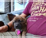 Small Photo #9 Mastador Puppy For Sale in BROOKSVILLE, FL, USA