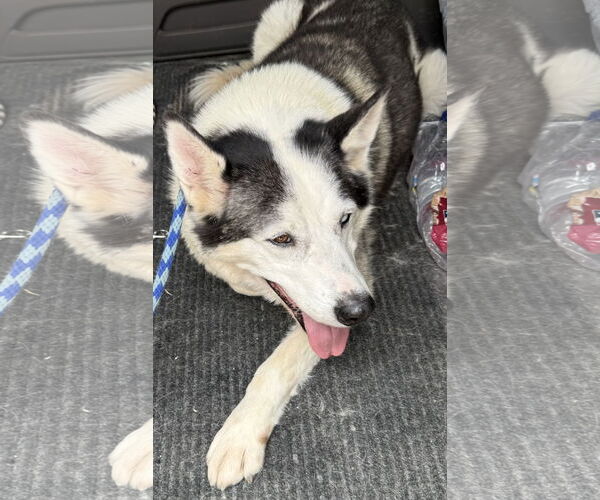 Medium Photo #9 Siberian Husky Puppy For Sale in Cedar Crest, NM, USA