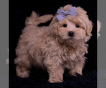 Small Photo #96 Maltipoo (Miniature) Puppy For Sale in WARSAW, IN, USA