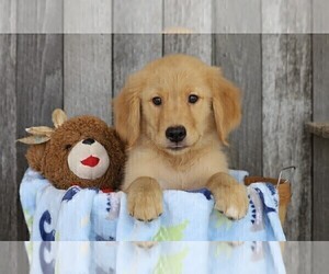 Golden Retriever Puppy for sale in FREDERICKSBG, OH, USA