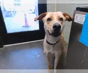 Labrador Retriever Dogs for adoption in Tulsa, OK, USA