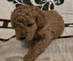 Medium Goldendoodle (Miniature)